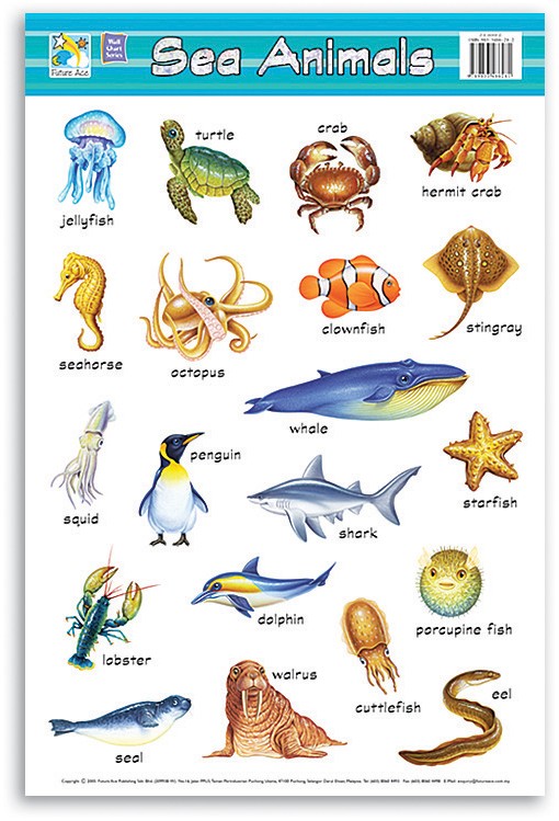 Wall Chart - Sea Animals - BOSS - School and Office Supplies