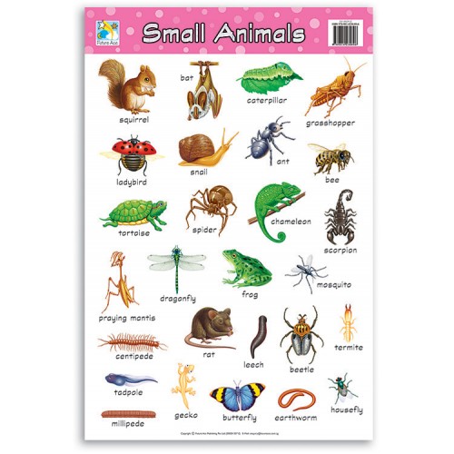Wall Chart - Small Animals - BOSS - School and Office Supplies