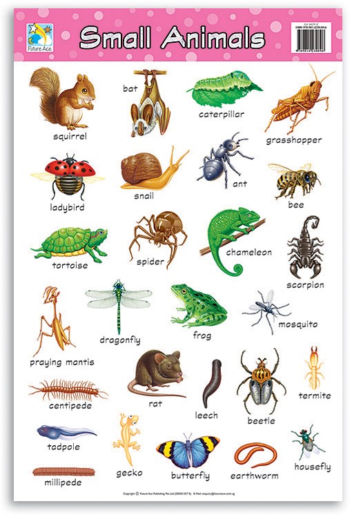 Wall Chart - Small Animals - BOSS - School and Office Supplies