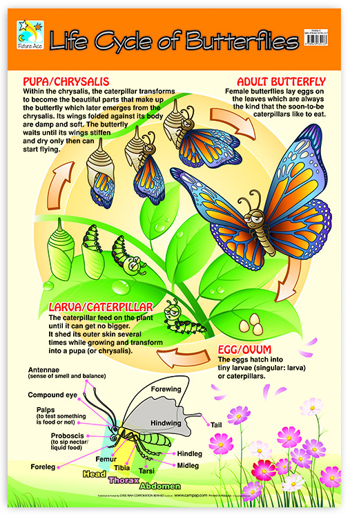 WALLCHART LIFE CYCLE OFBUTFLY*