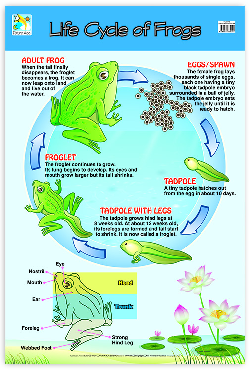 WALLCHART LIFE CYCLE OF FROG*