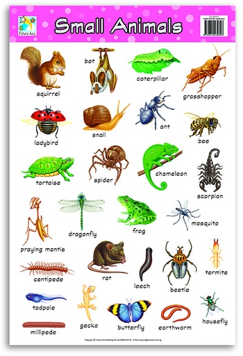 [CW0029E] WALLCHART SMALL ANIMAL FA0029E