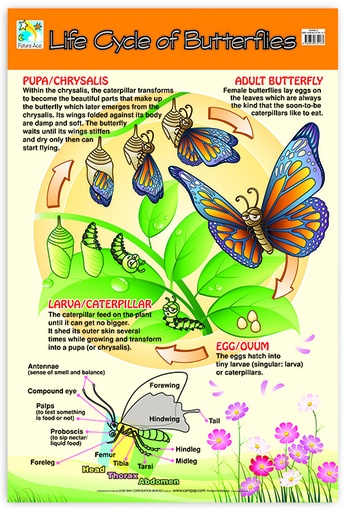 [CW0056E] WALLCHART LIFE CYCLE OFBUTFLY*