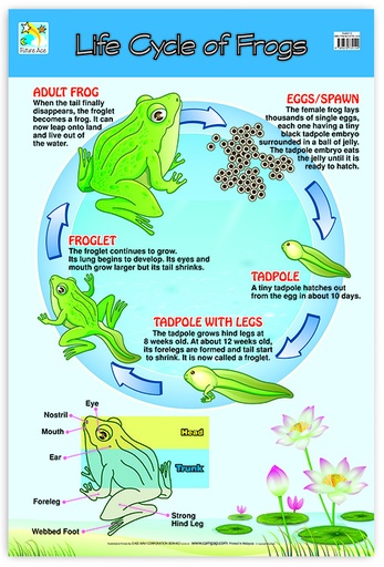 [CW0057E] WALLCHART LIFE CYCLE OF FROG*